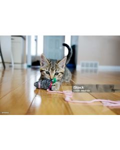 Home-made Mouse