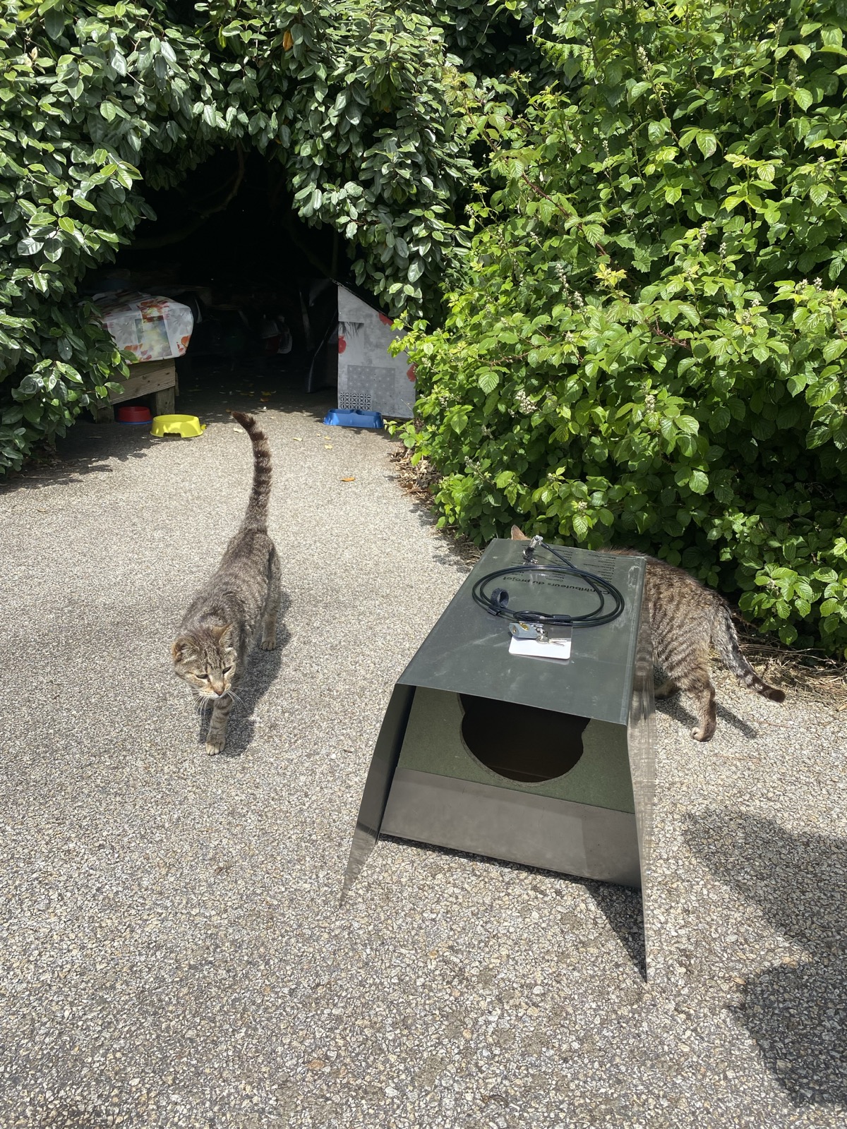 Purr Effect shelter with a stray cat