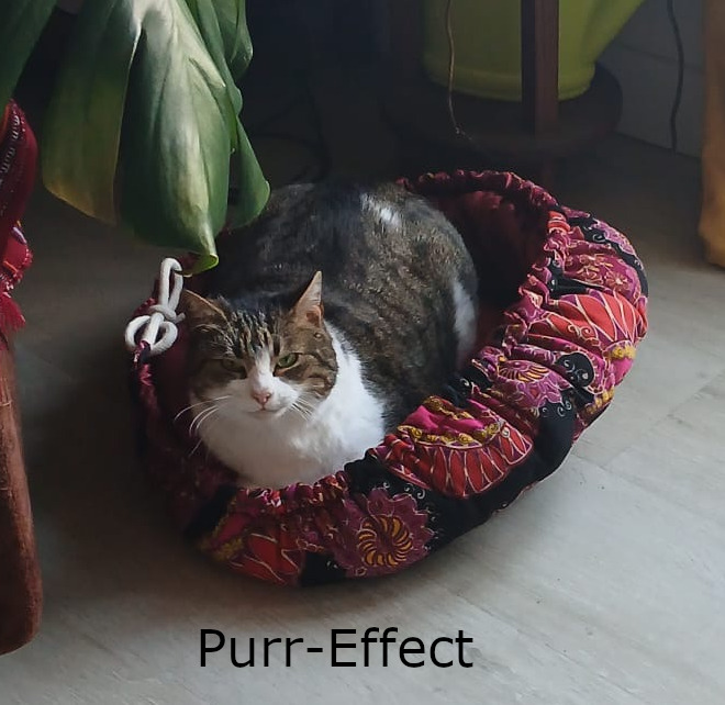 Violette dans son panier Purr-Effect