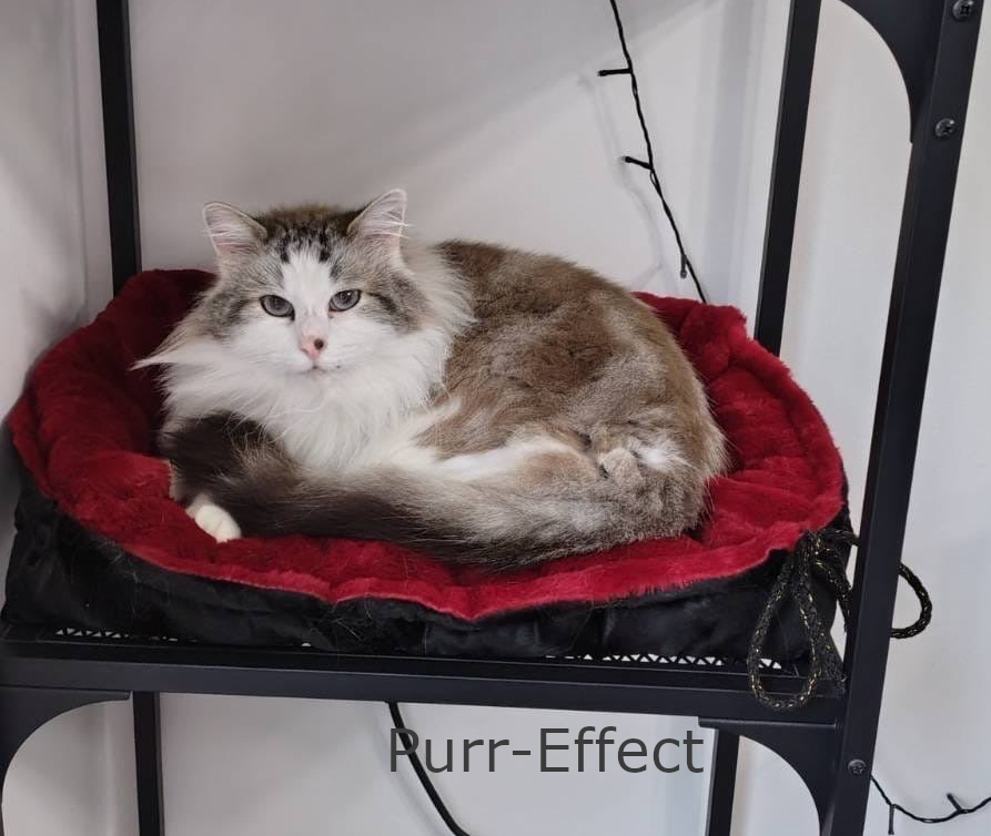 Simba dans son panier Purr-Effect