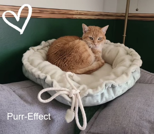 Nala dans son panier Purr-Effect