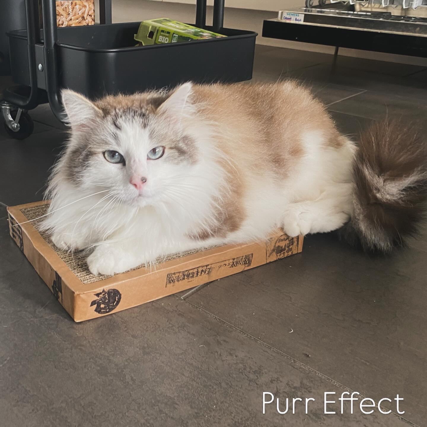 Chat de Chrysoula dans son produit Purr-Effect